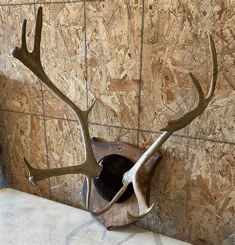 Wall Mount Elk Antlers