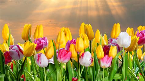 Tulip Wallpapers - Top Free Tulip Backgrounds - WallpaperAccess