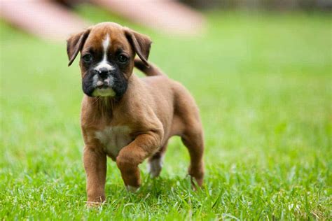 How Much Are Boxer Puppies? (The Real Cost)