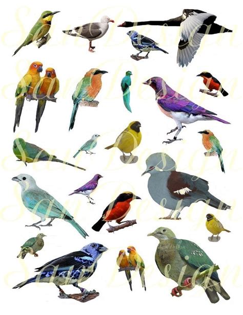 Birds 5 Digital Collage Sheet No. 155 by SanDesign on Etsy