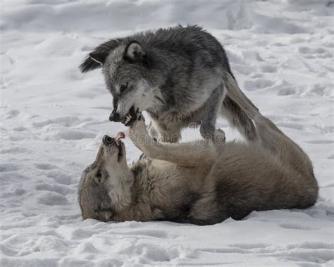 Wolf Pack Playing in the Snow. Stock Photo - Image of winter, lupus: 112994756