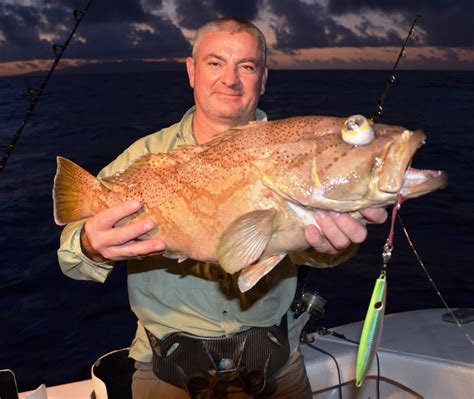 Comet grouper or Epinephelus morrhua - Rod Fishing club