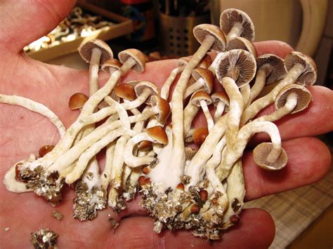 Denver Considers Telling Law Enforcement To Let 'Magic Mushrooms' Be : Shots - Health News : NPR