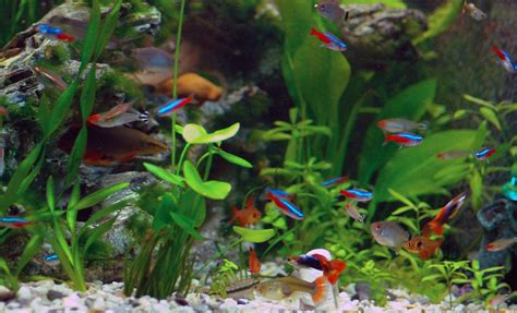 Neon Tetra Fish Facts, Care, Disease, Breeding, Tank Mates, Pictures