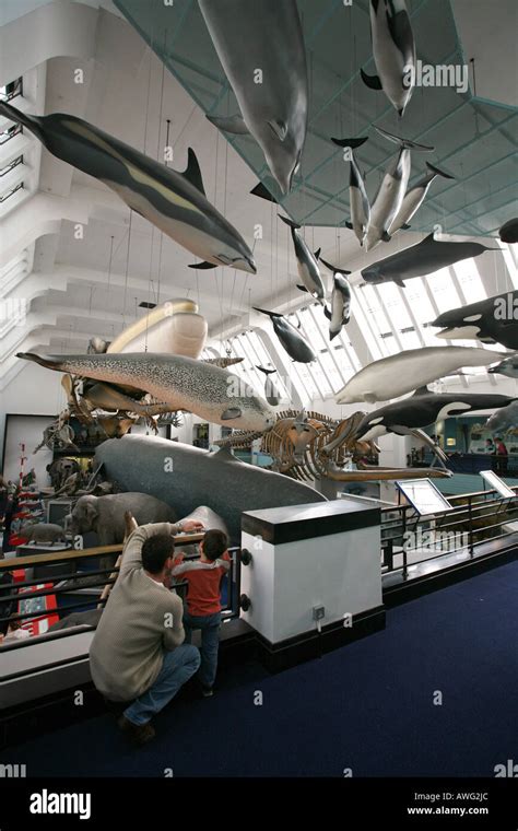 A Father shows his young son child the Blue Whale exhibit at the world ...