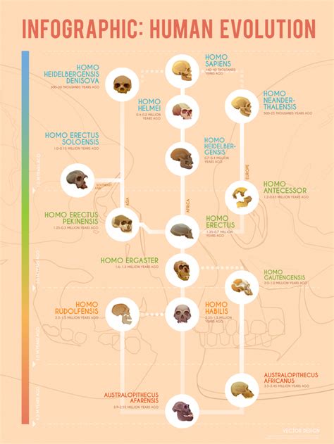 Human Evolution: A Timeline of Early Hominids [Infographic] - Earth How