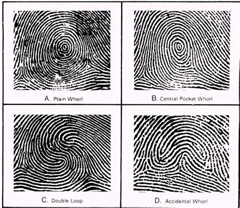 Very popular images: of fingerprint patterns