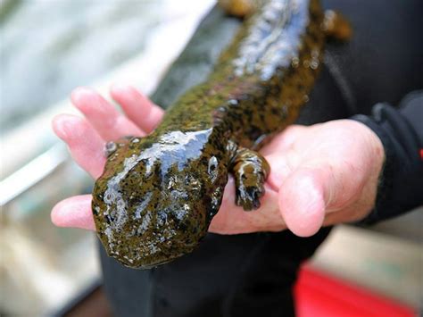 These Photos Prove the Hellbender Salamander Is the World's Greatest ...