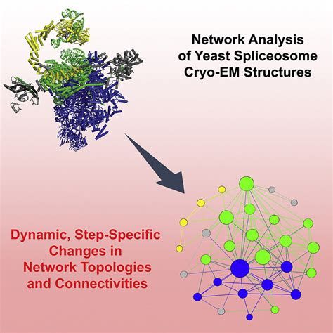 Network theory reveals principles of spliceosome structure and dynamics: Structure