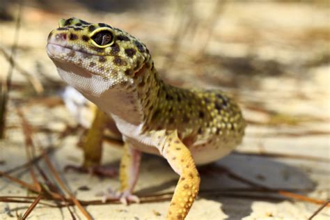 Leopard Gecko Natural Habitat In The Wild | Wallpapers Gallery