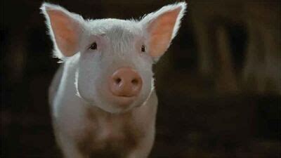 Wilbur the Pig | Legends of the Multi Universe Wiki | Fandom