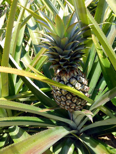 How to grow Pineapple | Growing Pineapple plant in containers | caring - Naturebring