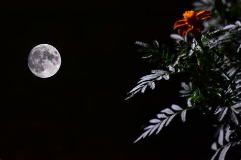 Harvest moon: The last supermoon of the year illuminates skies