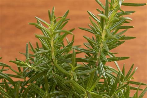 Rosemary Plants: Care and Growing Guide