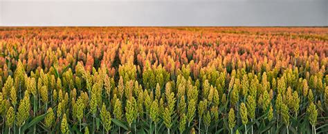 Fun Facts About Sorghum | Kansas Farm Food