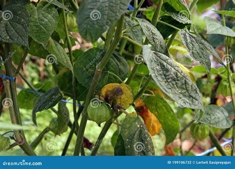 Gooseberry Disease. American Gooseberry Mildew. Leaves Infected Oidium. Fruit Damaged Fungus ...