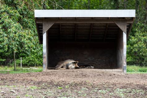 5,900+ Sleeping Pig Stock Photos, Pictures & Royalty-Free Images - iStock