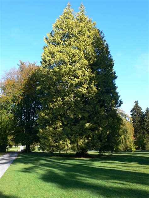 Golden Variegated Western Red Cedar © Eirian Evans cc-by-sa/2.0 ...