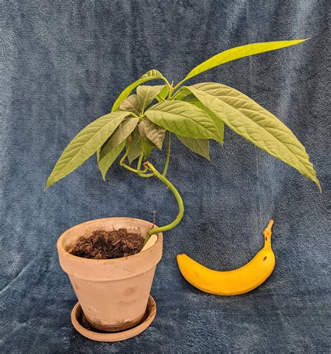 An avocado can make an interesting bonsai 🥑 : r/Bonsai