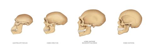 A snapshot of our mysterious ancestor Homo erectus