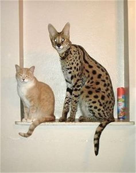 Savannah Cat Breed Information Facts & 30+ Pictures | Savannah cat, Serval cats, Savannah chat