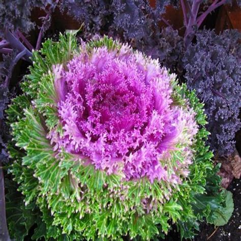 Ornamental Cabbage Seeds brassica Oleracea 100seeds - Etsy