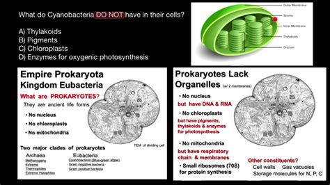 Cyanobacteria Morphology and Cell Structure - YouTube