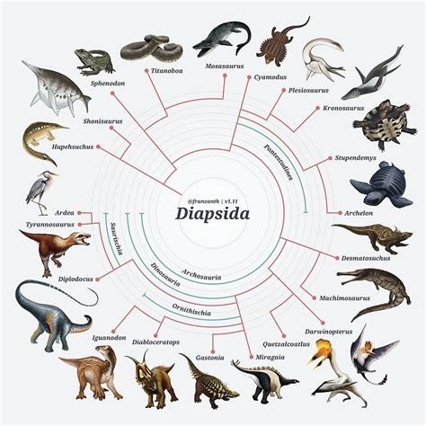 Cladogram Evolution Of Mammals - Pets Lovers