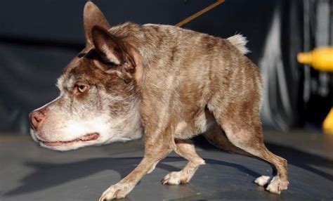 World's ugliest dog contest winners | News Watch | yakimaherald.com