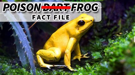 Poison Dart Frog Facts For Kids Poison dart frogs live in rainforest ...