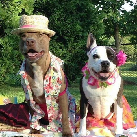 Pibbles on vacation...looks like cruise attire :) Funny Animals, Cute Animals, Nanny Dog, Dog ...