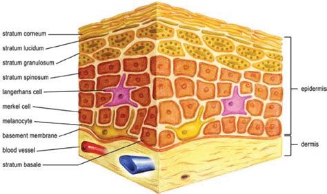 Normal skin structure showing layers of dermis and epidermis ...