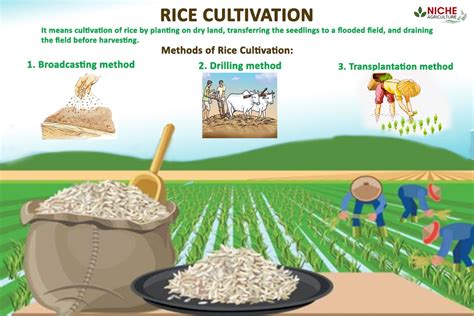 Rice Cultivation- Rice the staple food of India - Niche Agriculture