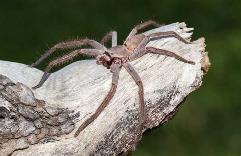 Huntsman Spider | Habitat, Diet, Venom, and more | Cool Kid Facts