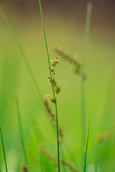 Seeds of a grass straw - PixaHive