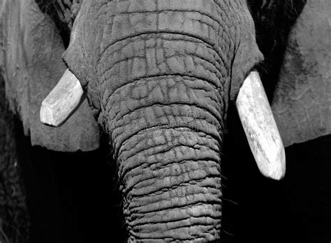 Elephant Tusks stock image. Image of black, wrinkles - 10492333