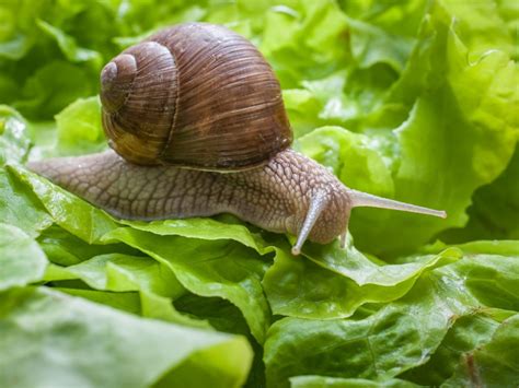 How To Control Snails Naturally In The Garden