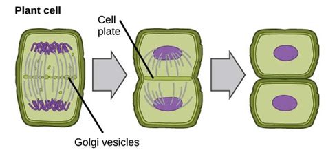 What is Mitosis? | Stages of Mitosis | Steps of Mitosis | Biology Explorer