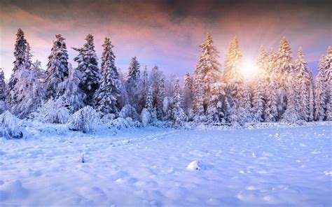 Winter Forest Sunset Wallpaper