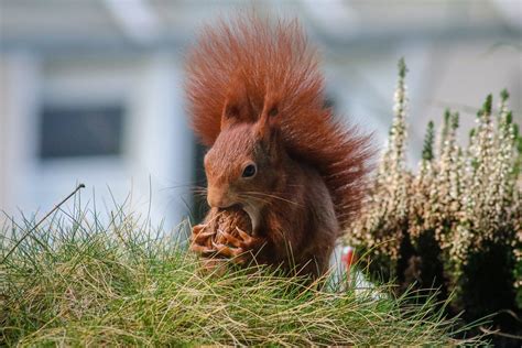 Squirrel eating wallnut jigsaw puzzle | I'm a Puzzle