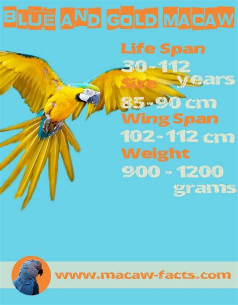 Blue and gold macaw lifespan weight size wingspan – Macaw Facts