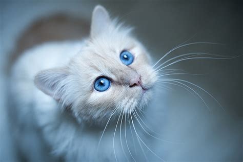 HD wallpaper: blue eyes, cat | Wallpaper Flare