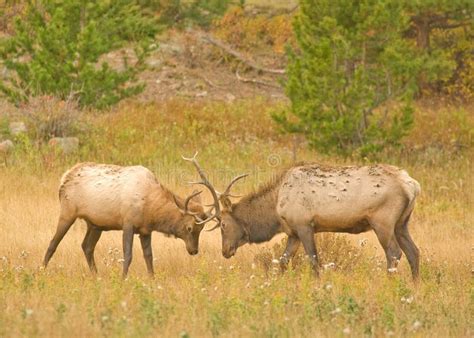 Elk Fighting stock photo. Image of fight, antler, wildlife - 6713004