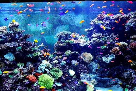 Colorful Aquarium Free Stock Photo - Public Domain Pictures