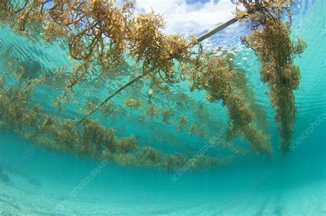 Seaweed farming in Indonesia - Stock Image - C015/3636 - Science Photo Library