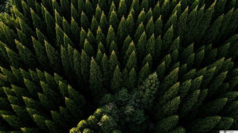 Pine Forest Wallpapers - 4k, HD Pine Forest Backgrounds on WallpaperBat