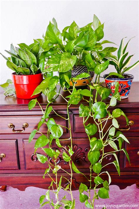 7 Easy Tabletop and Hanging Houseplants for Beginners