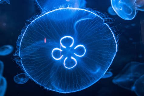 Moon Jellyfish : r/jellyfish