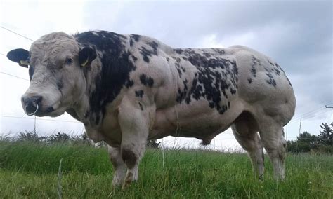 Belgian Blue Cattle Muscle