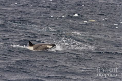 Orca breaching in Antarctica Photograph by Karen Foley - Fine Art America